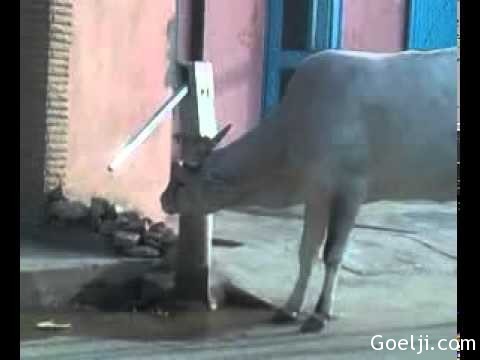 smart indian holy cow